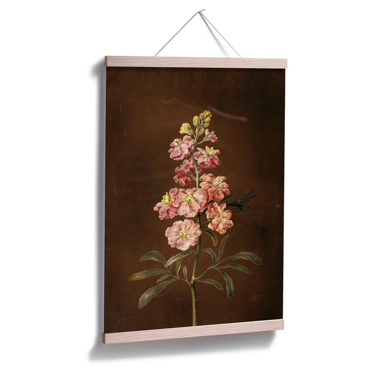 Poster Dietzsch -  Eine rosa Garten Levkkoje 