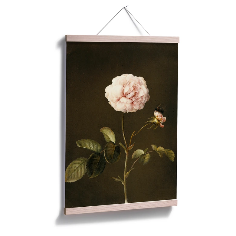 Poster Dietzsch - Essig-Rose mit Hummel 