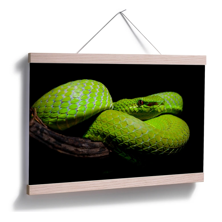 Poster Hakonsen - Die grüne Pit-Viper 