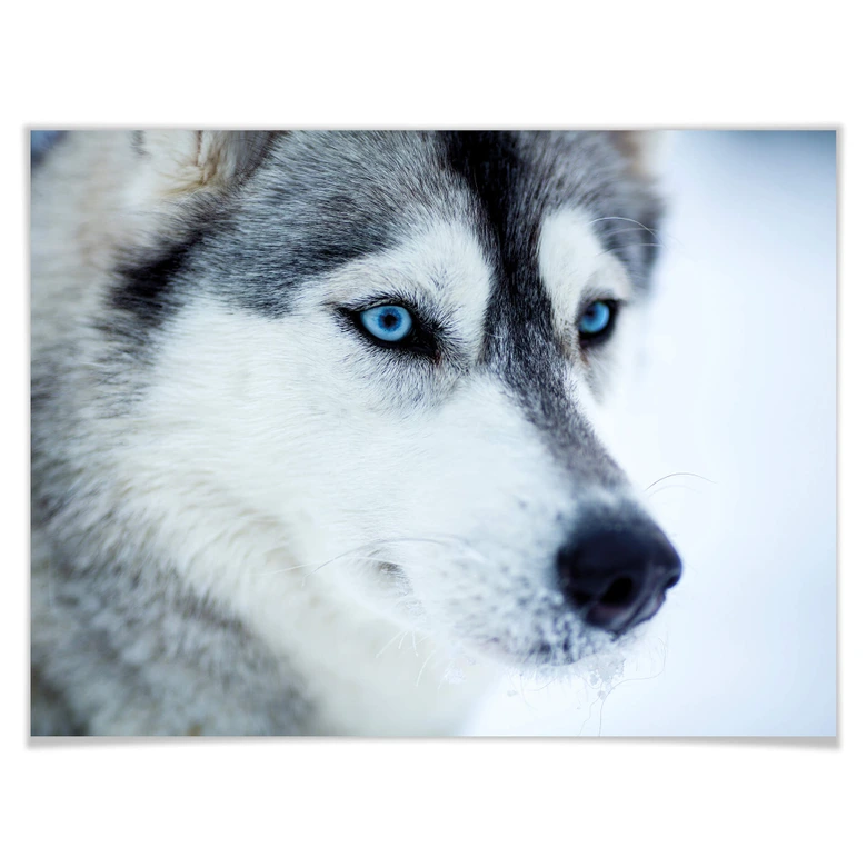Poster ice-blue eyes 