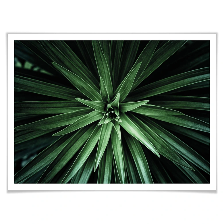 Poster Botanical 