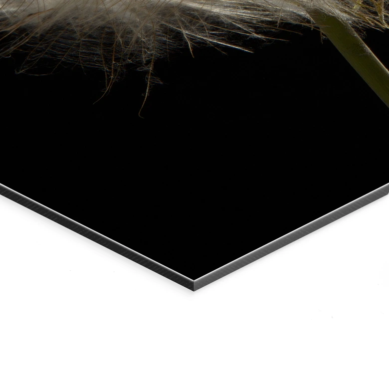 Wandbild Pusteblume - Alu-Dibond 
