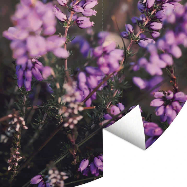 Natur Fototapete Lila Heideblüte im warmen Licht - Annie - Rund - Selbstklebend/Vlies 