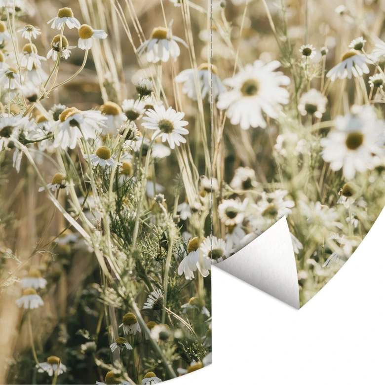 Fleurs Papier peint photo Prairie d'été avec camomille - Annie - Rond - papier peint intissé/papier peint intissé autocollant 