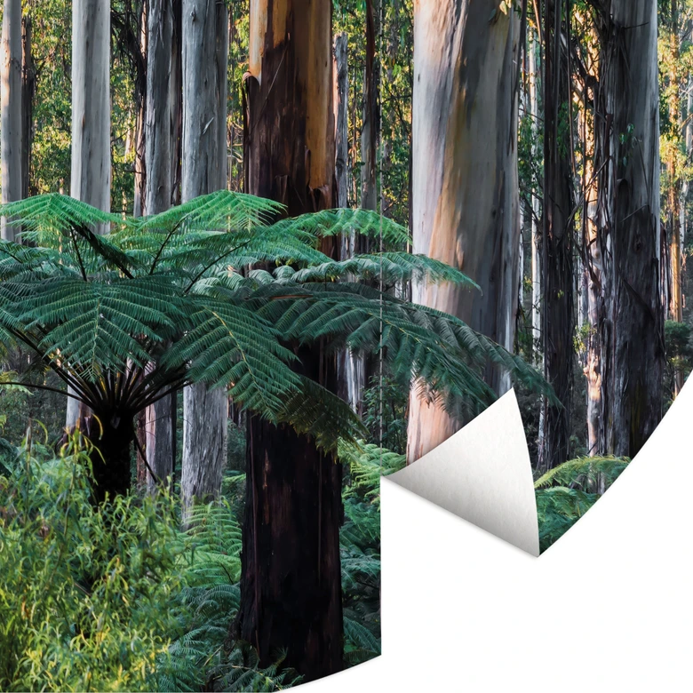 Fototapete Eukalyptuswald in den Yarra Ranges | Waldtapete - Colombo - Rund - Selbstklebend/Vlies 
