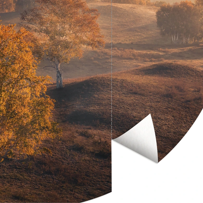 Fototapete Birkenbäume im goldenen Morgentau | Natur Landschaft - Cui - Rund - Selbstklebend/Vlies 