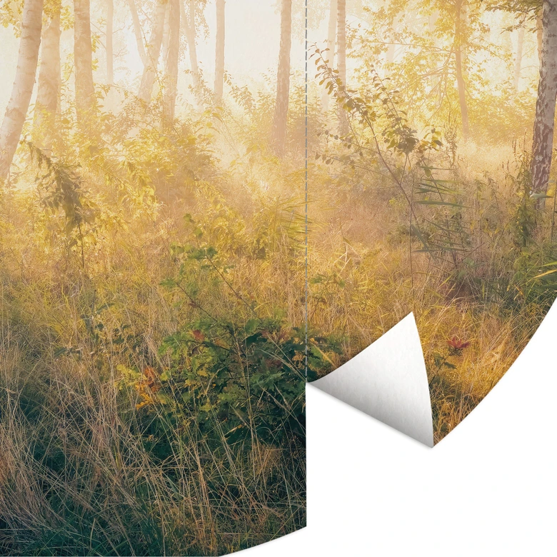 Słońce w brzozowym lesie - Fototapeta leśna - Kado - Okrągła - tapeta flizelinowa/tapeta flizelinowa samoprzylepna 