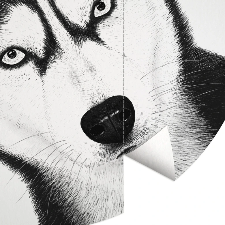 Fotomural husky siberiano - retrato perro - Korenkova - Redondo - - Papel pintado autoadhesivo/no tejido 