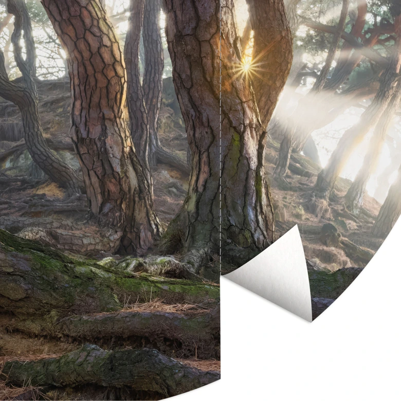 Fototapete Heiliger Kiefernwald - Ryu - Rund - Selbstklebend/Vlies 