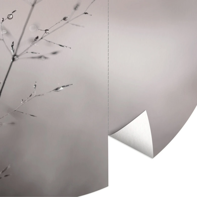 Fototapeta Źdźbła trawy z kroplami rosy - Parapet - Okrągły - Samoprzylepna / włókninowa 