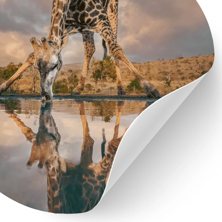 Wandtattoo Reflexion einer Giraffe in der Wildnis - Amtmann - Rund 