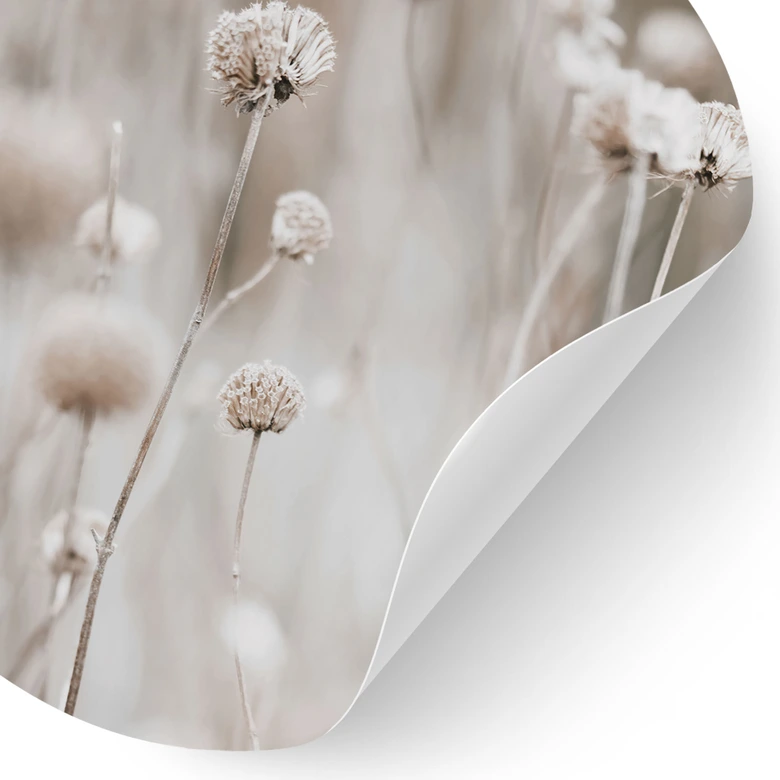 Sticker mural Fleurs séchées dans des tons doux - Annie - Rond 