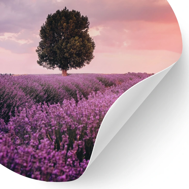 Wall sticker Purple lavender fields at sunset - Cevik - Round 