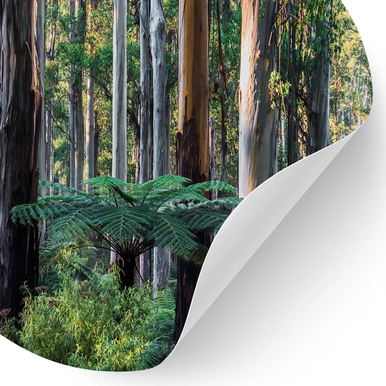 Eukalyptusskov i Yarra Ranges Wallsticker - Colombo - Round 