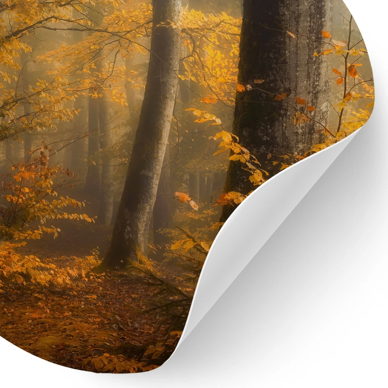 Naklejka na ścianę Złote liście w mglistym lesie - Maier - Okrągła 