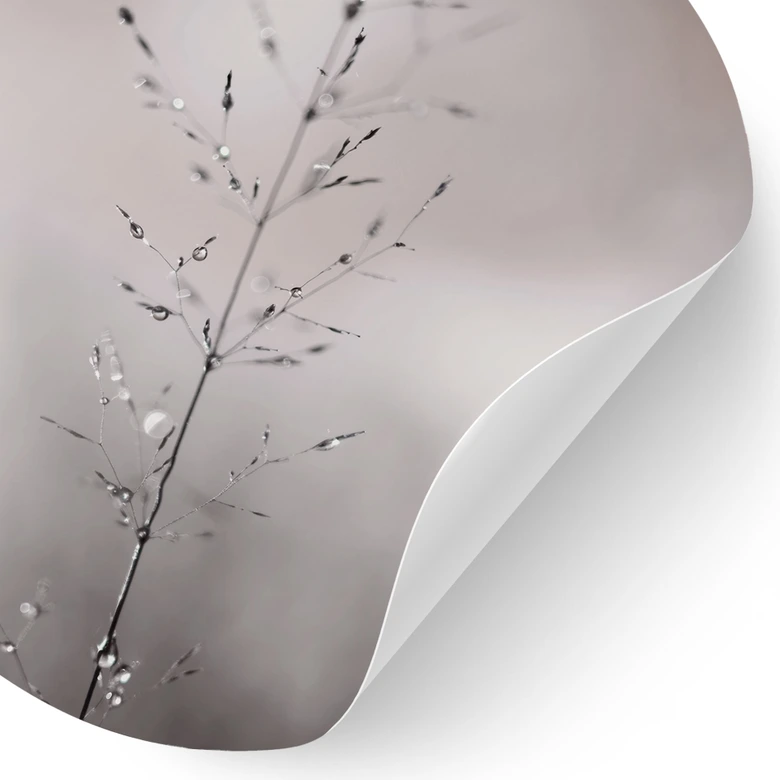 Wandtattoo Grashalm mit Tautropfen - Sillen - Rund 