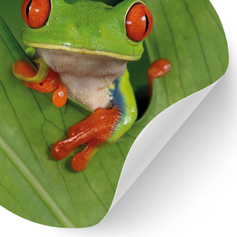 Wandtattoo Laubfrosch im Regenwald - van Duijn - Rund  