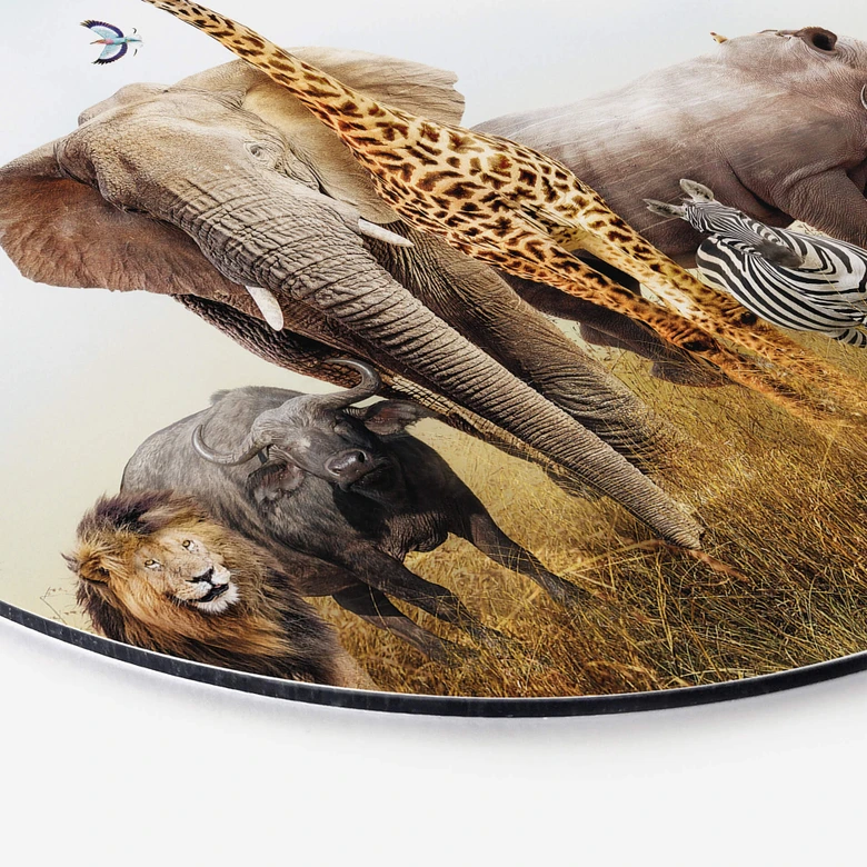 Alu-Dibond Afrikanische Tiere - Rund 
