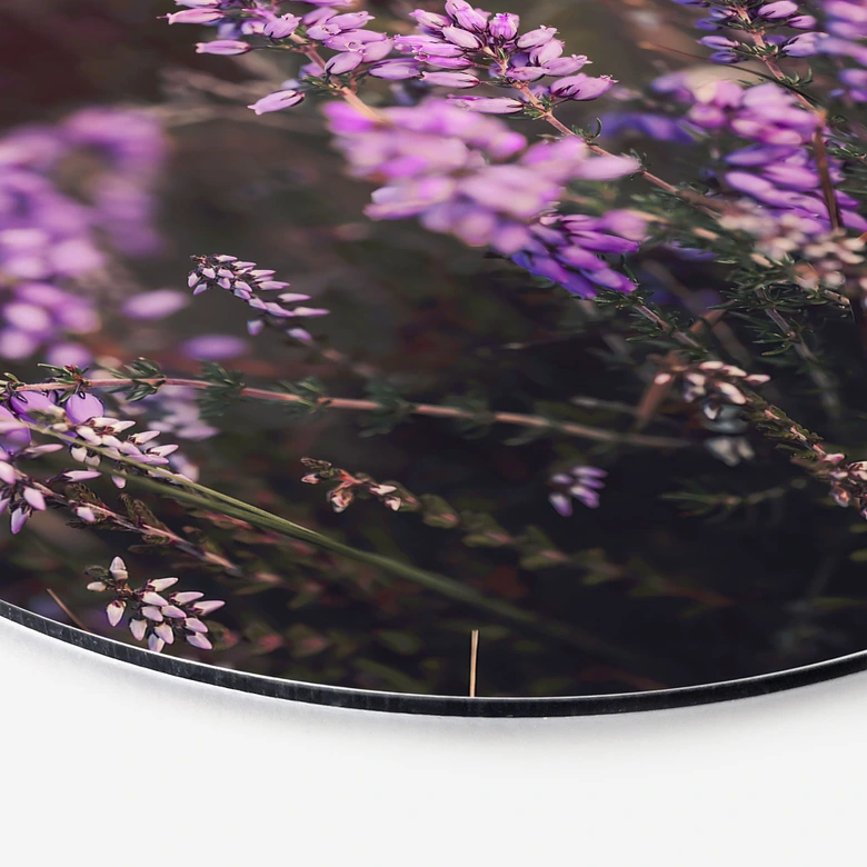 Wandbild Lila Heideblüte im warmen Licht - Annie - Alu-Dibond Rund 