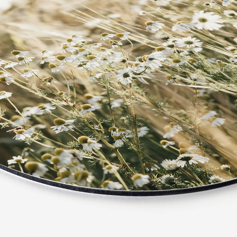 Wandbild Sommerwiese mit Kamille - Annie - Alu-Dibond Rund 
