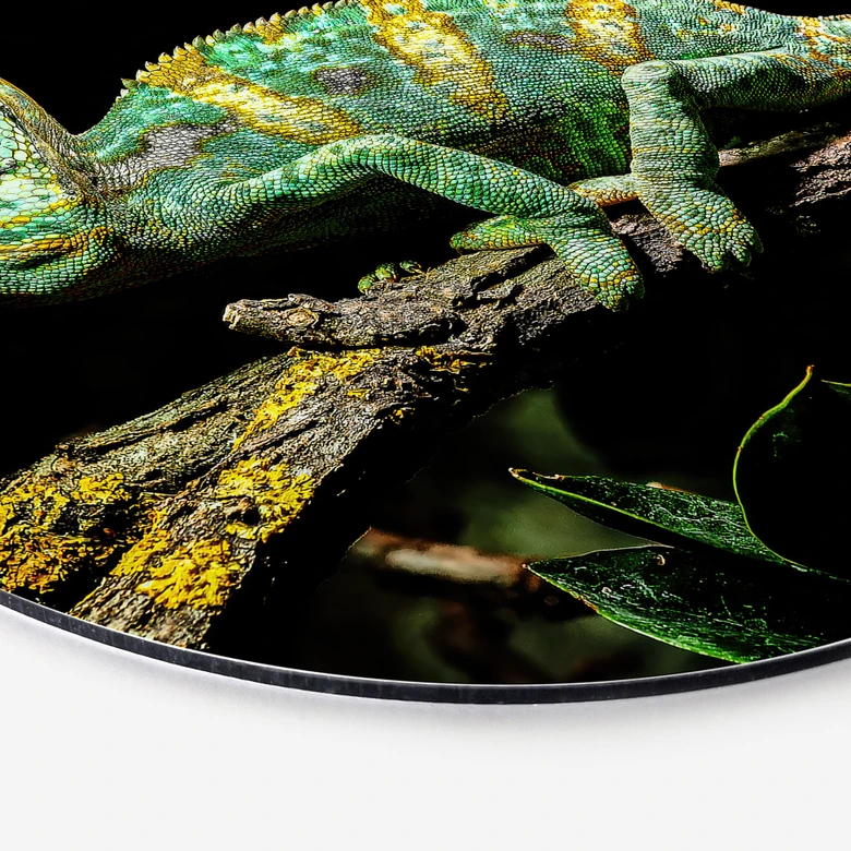 Wandbild Chamäleon - Alu-Dibond Rund - Brown 