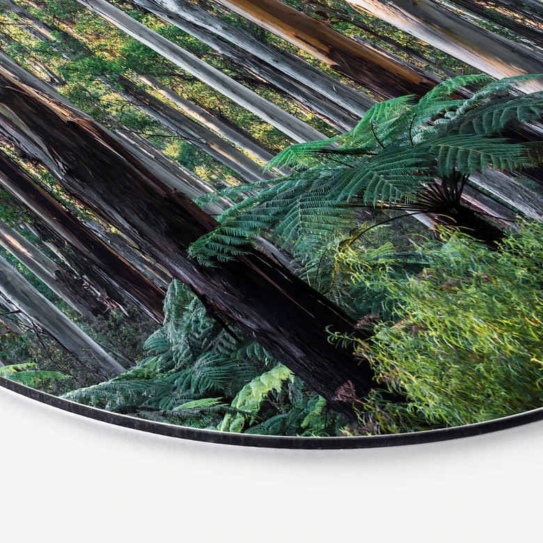 Wandbild Eukalyptuswald in den Yarra Ranges - Colombo - Alu-Dibond Rund 