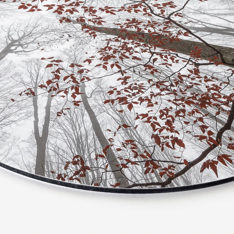 Wandbild Baumkronen mit roten Blättern - Alu-Dibond Rund - Coman 