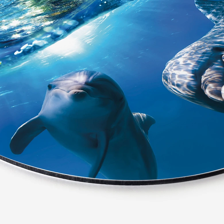 Wall Art Dolphins Underwater - Alu-Dibond Round 