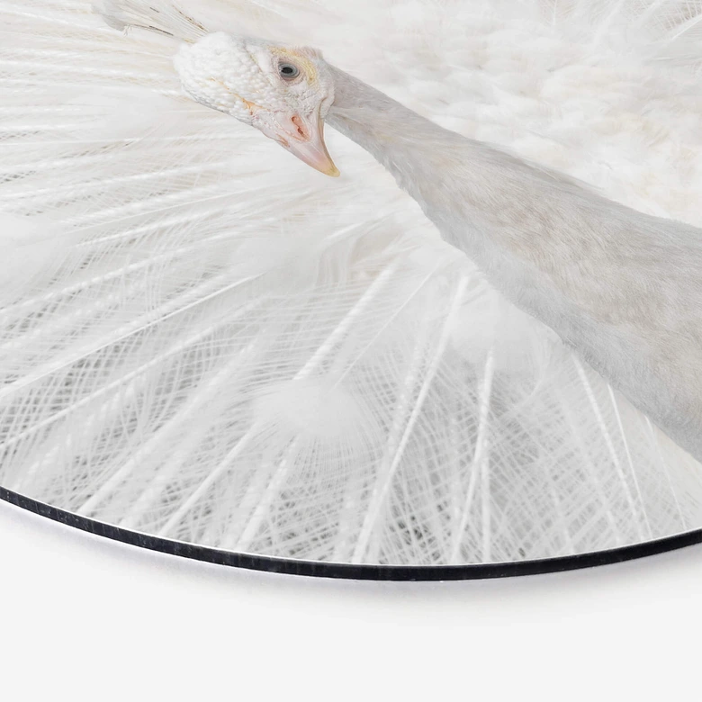 Alu-Dibond Fegari - Weißer Pfau - Rund 