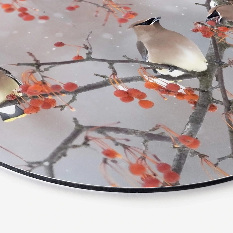 Wandbild Li - Drei Vögel in einer Winterlandschaft - Alu-Dibond Rund 