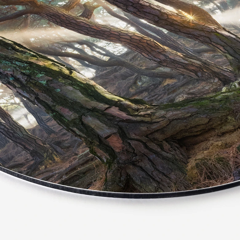 Wandbild Heiliger Kiefernwald - Ryu - Alu-Dibond - Rund 