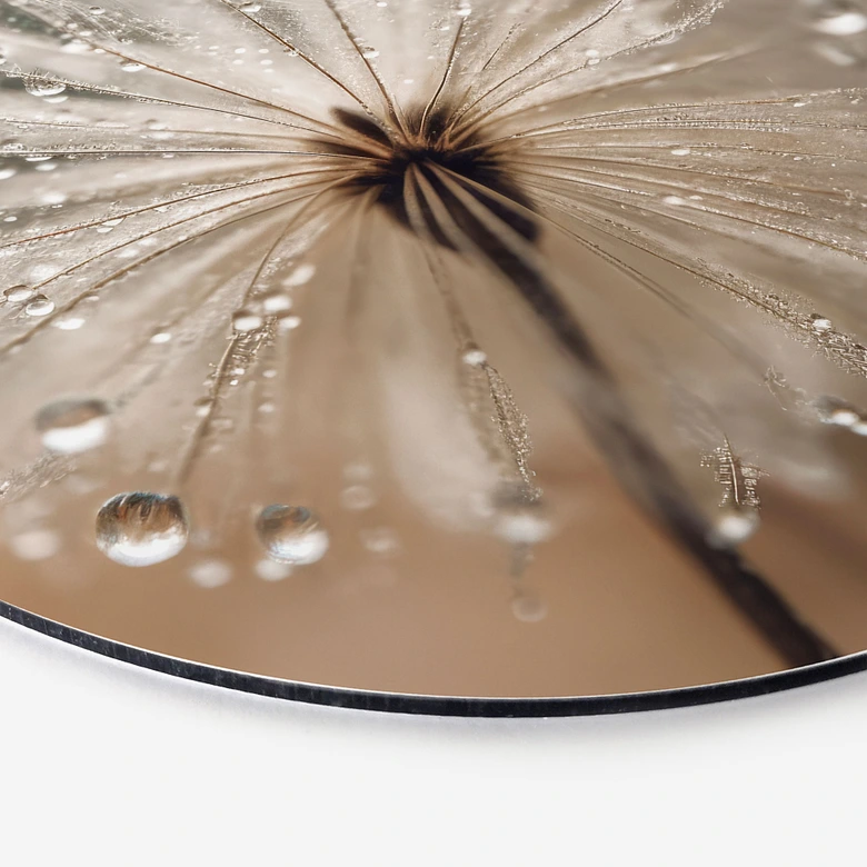 Wandcirkel Paardenbloem in ochtenddauw - Treechild 