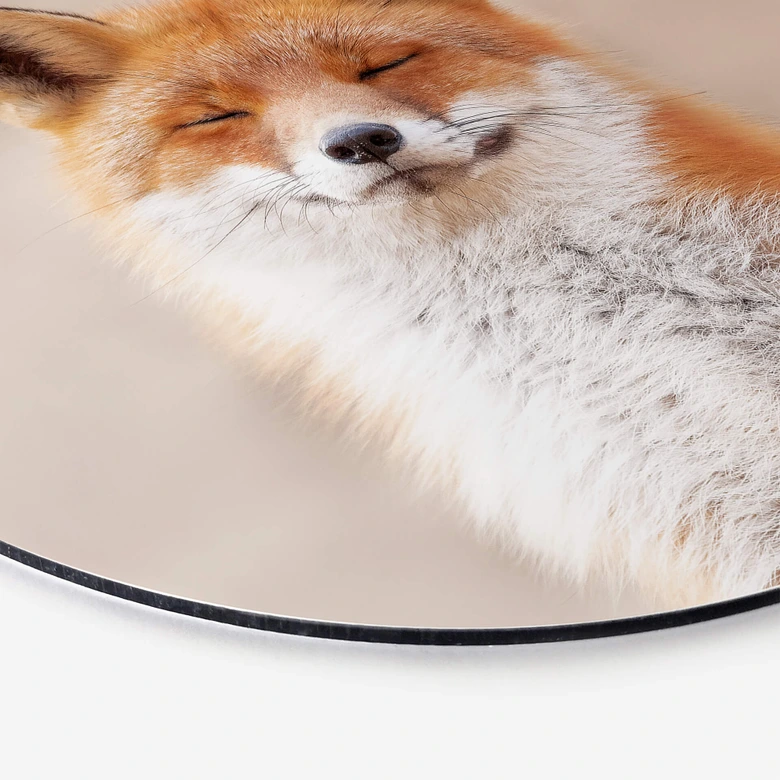 Alu-Dibond van Duijn - Zufriedener Fuchs - Rund 