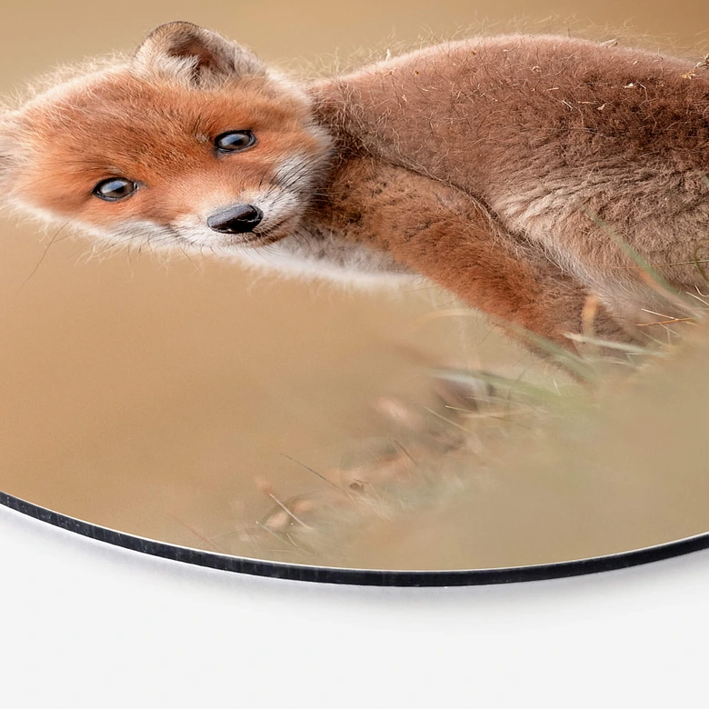 Alu-Dibond van Duijn - Baby Fuchs - Rund 