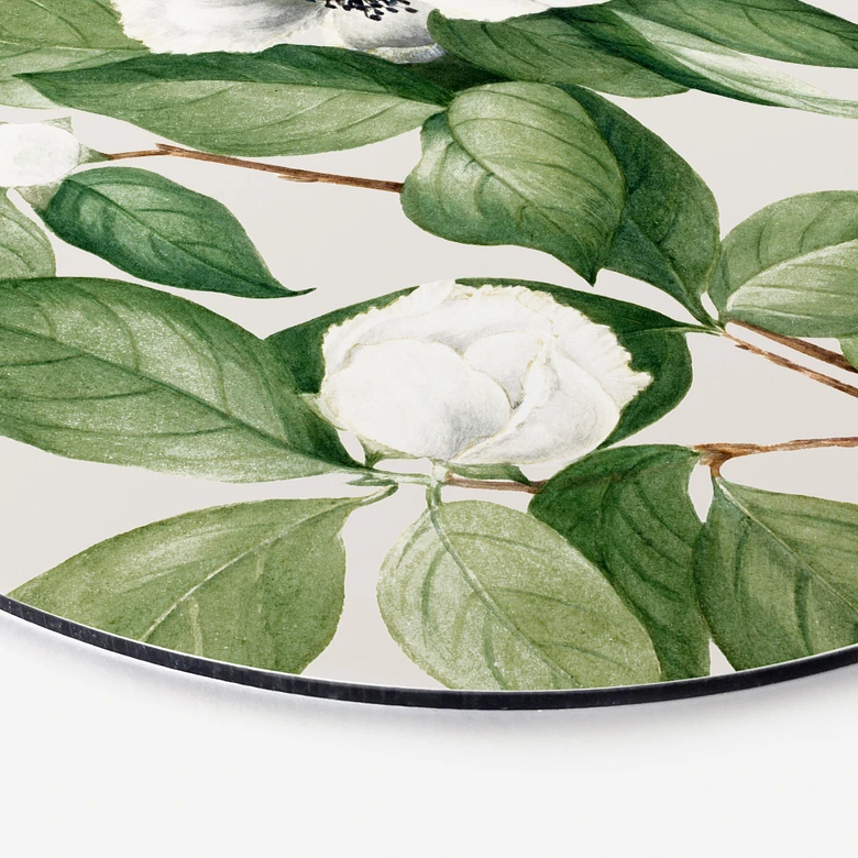 Wandbild Botanik Illustration einer Scheinkamelie - Walcott - Alu-Dibond - Rund 