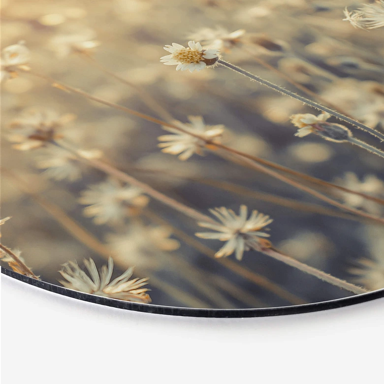Alu-Dibond Mexican Daisy - Rund 