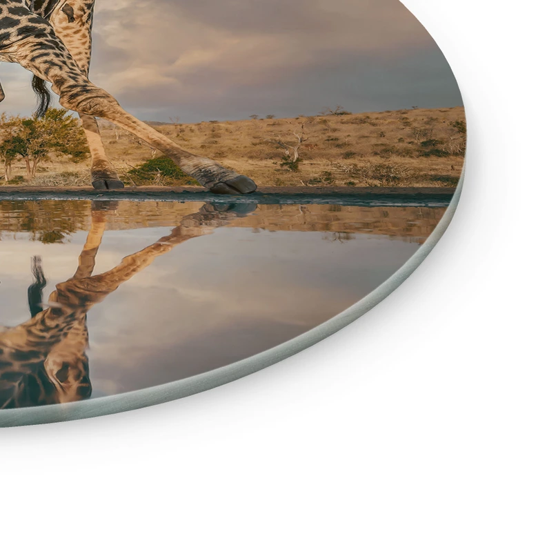 Tableau verre Reflet d'une girafe dans la nature - Amtmann - Rond 