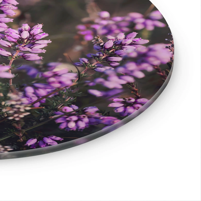 Glasbild Lila Heideblüte im warmen Licht - Annie - Rund 