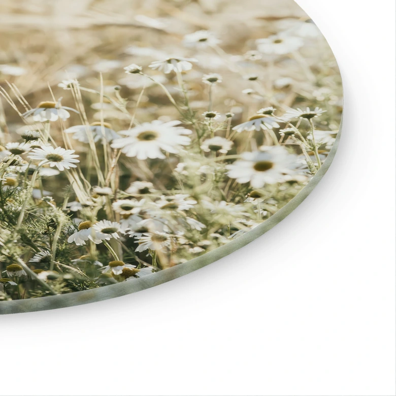 Glasbild Sommerwiese mit Kamille - Annie - Rund 