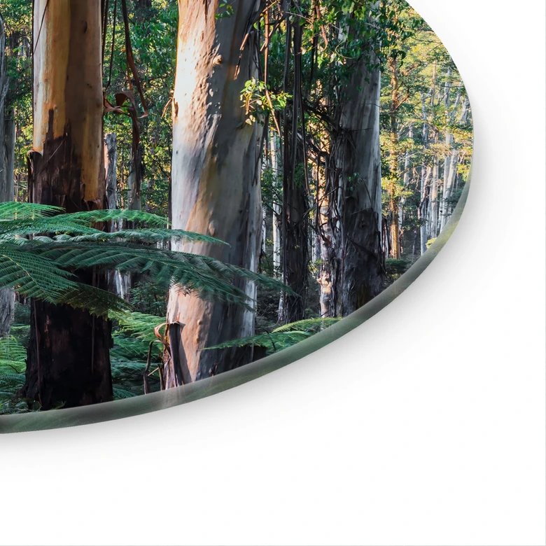 Glas billede Eukalyptus skov i Yarra Ranges - Colombo - Runde 
