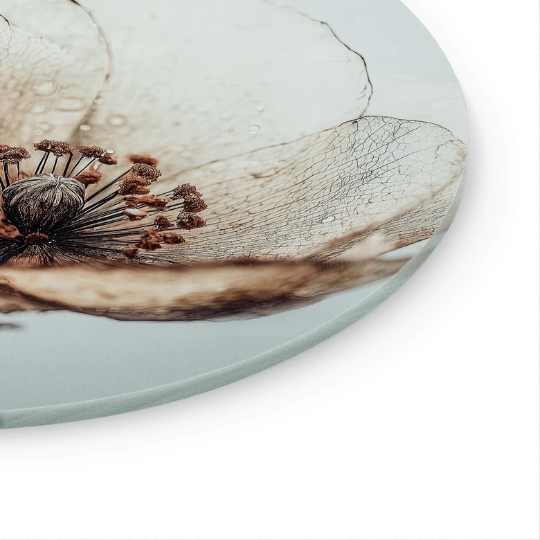 Glasbild Trockenblüte Beige Naturpoesie - Treechild - Rund 