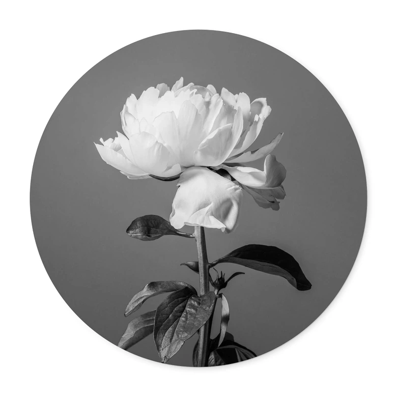 Póster 1X Estudio - Peonía blanco y negro - Redondo 