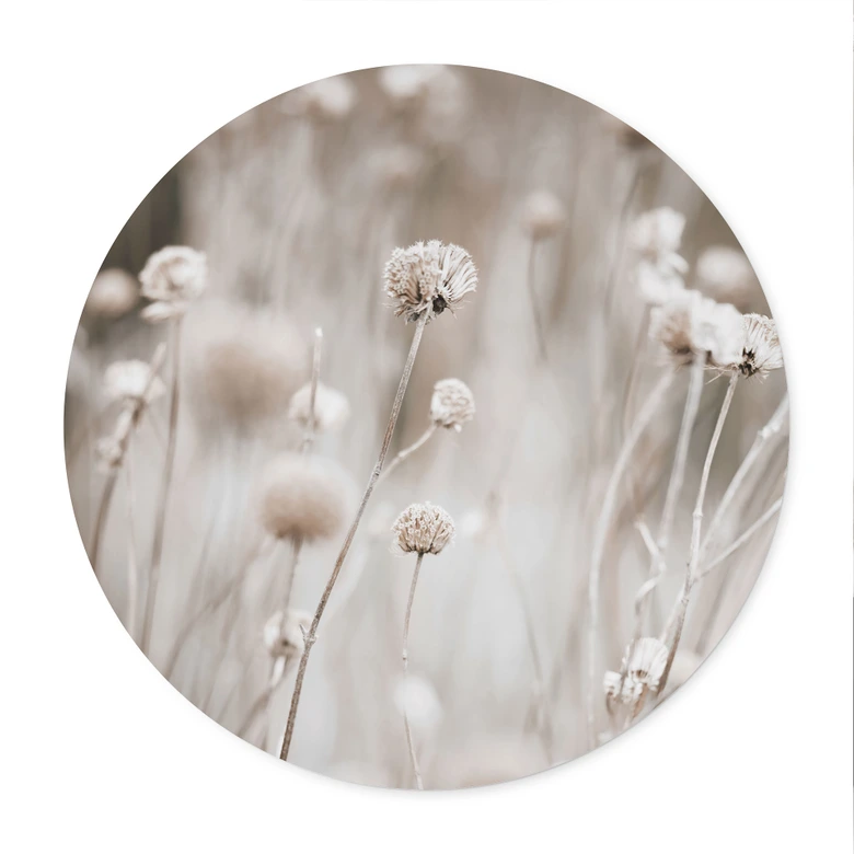 Poster Torkade blommor i mjuka färger - Annie - Rund 