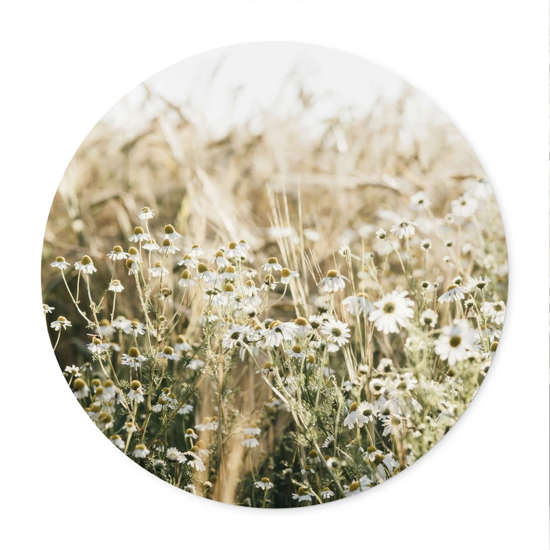 Poster Sommerwiese mit Kamille - Annie - Rund 