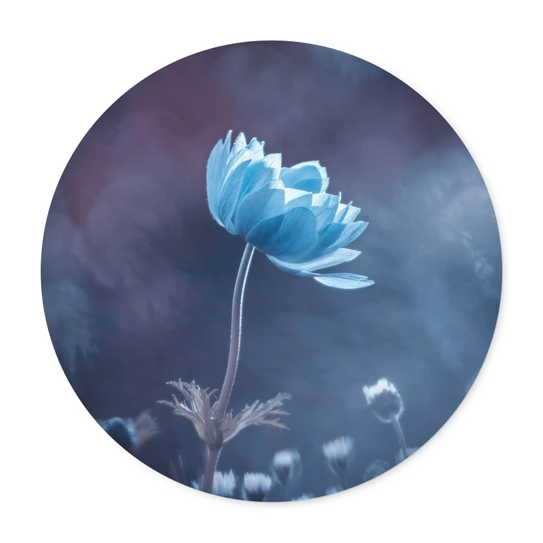 Póster La Flor Azul | Flores y Botánica - Bravin - Redondo 