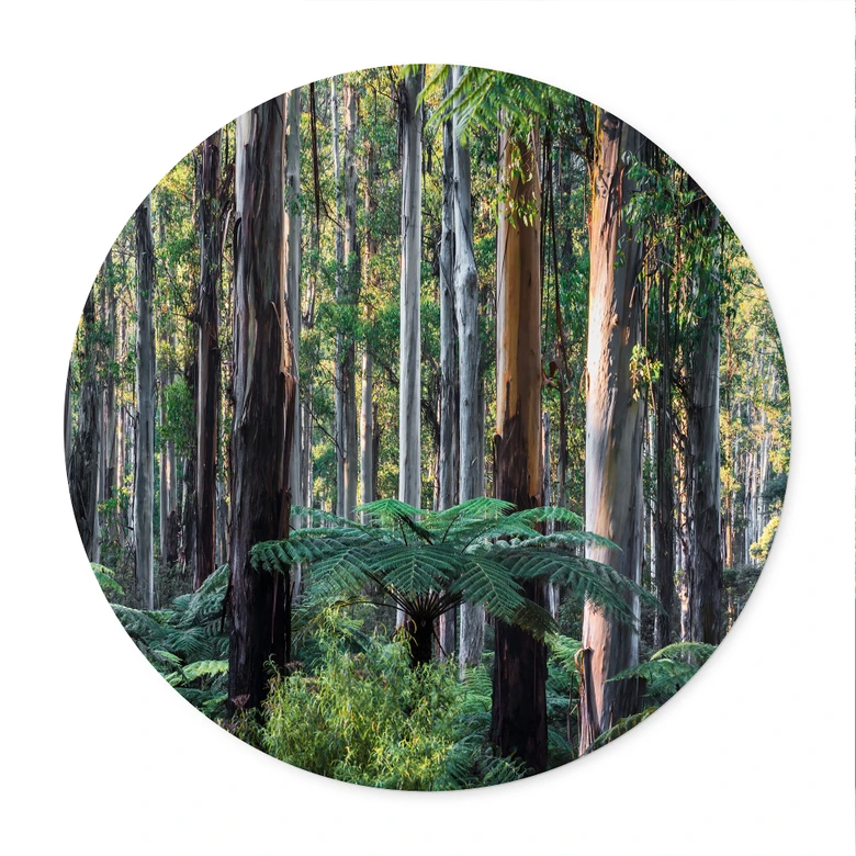 Plakat Eukalyptusskov i Yarra Ranges - Colombo - Runde 
