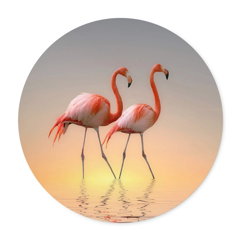 Poster Cseresnjes - Flamingos i kvällsljus - Rund 