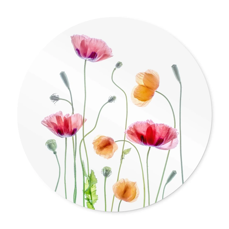 Poster Bunte Mohnblumen Rund - Disher 