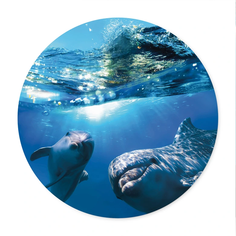 Plakat Delfiner under vand - rund 