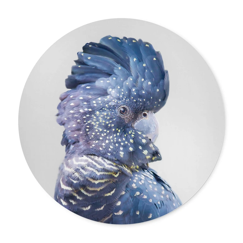 Plakat Sisi & Seb - Blue Cockatoo 